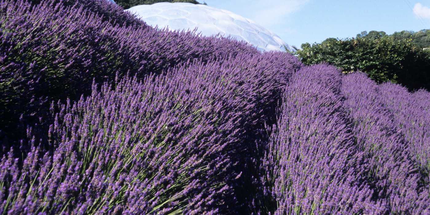 Lavandula intermedia 'Grosso'